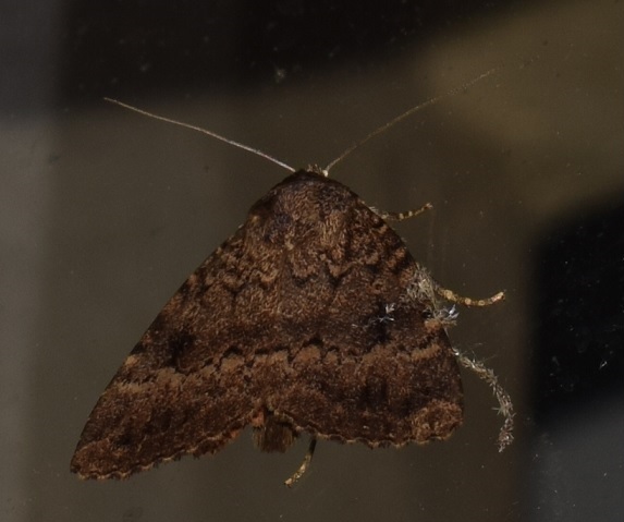 Amphipyra pyramidea (Noctuidae)?